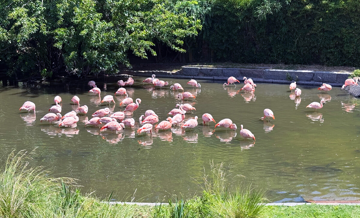 End3r's Corner - Devconnect Argentina 2025: flamingos