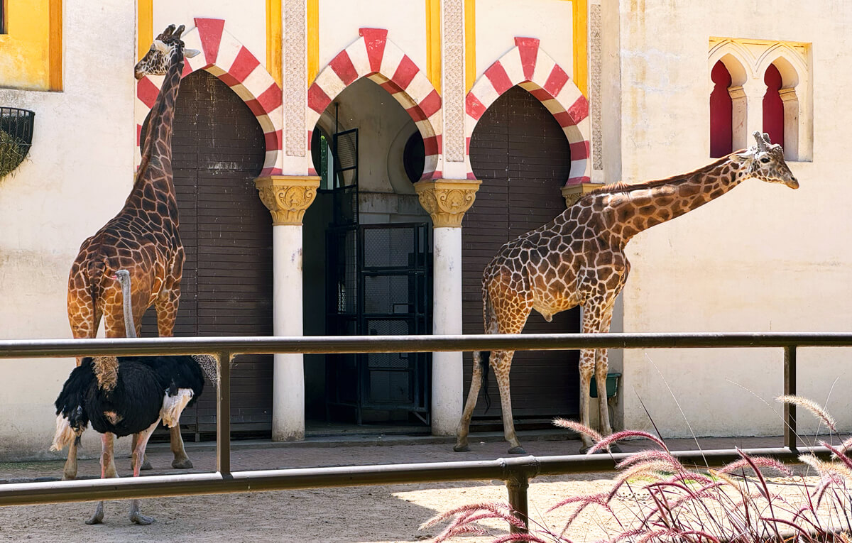 End3r's Corner - Devconnect Argentina 2025: giraffe